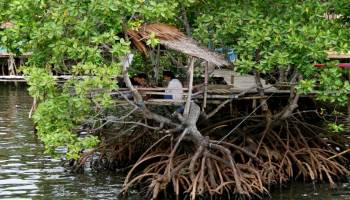 Warga Bangka Belitung Jadikan Dodol  Dari Tanaman Mangrove